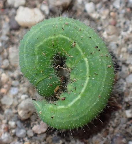 Lasiommata maera